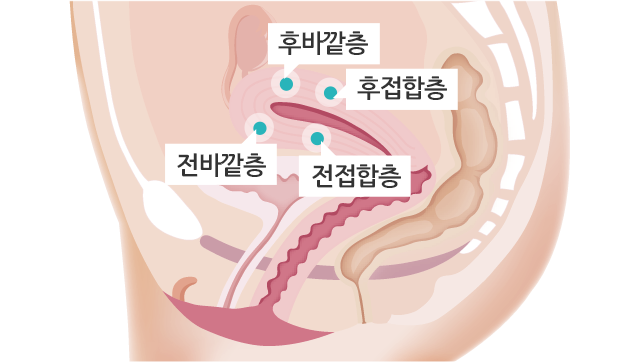 후바깥층 후접합층 전바깥층 전접합층